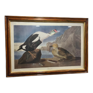 Mid 19th Century Second Edition John James Audubon Print King Duck, Plate CCLXXVI