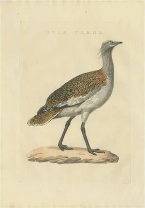 Cornelius Nozeman, M. Houttuyn & J. C. Sepp, Bird Illustration of the Great Bustard, 1829, Print