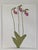 Henry Evans Botanical Linocut Prints Framed- Set of 4 For Sale - Image 9 of 17