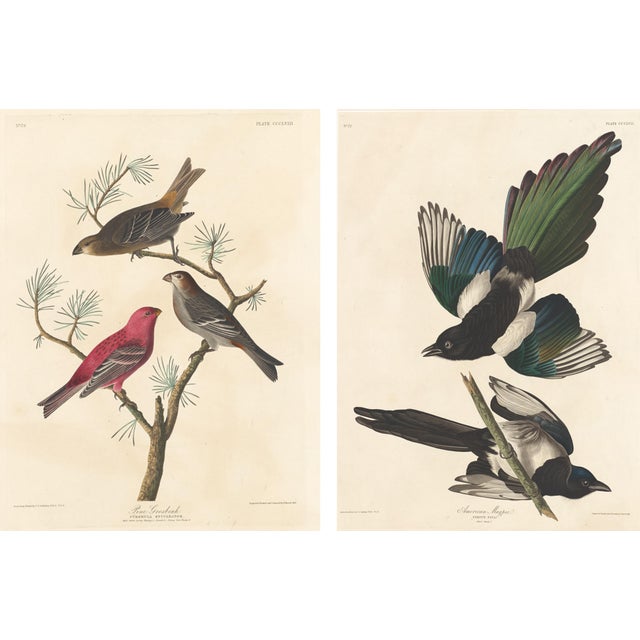 Collection of 4 Vintage 1966 John James Audubon Bird Reproduction Prints 8.5" X 12.75" For Sale - Image 10 of 17