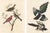 Collection of 4 Vintage 1966 John James Audubon Bird Reproduction Prints 8.5" X 12.75" For Sale - Image 10 of 17