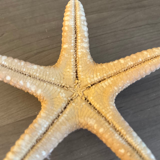 1990s Large Natural Jungle Starfish For Sale - Image 5 of 6