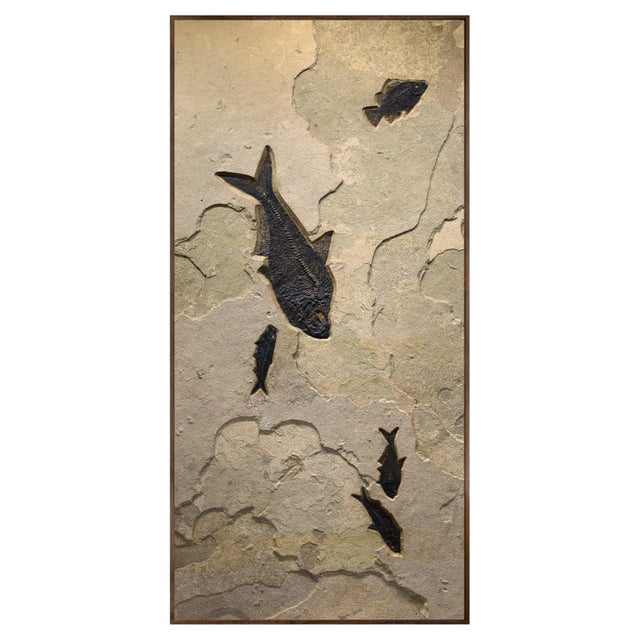 50 Million Year Old Fossil Fish Mural For Sale