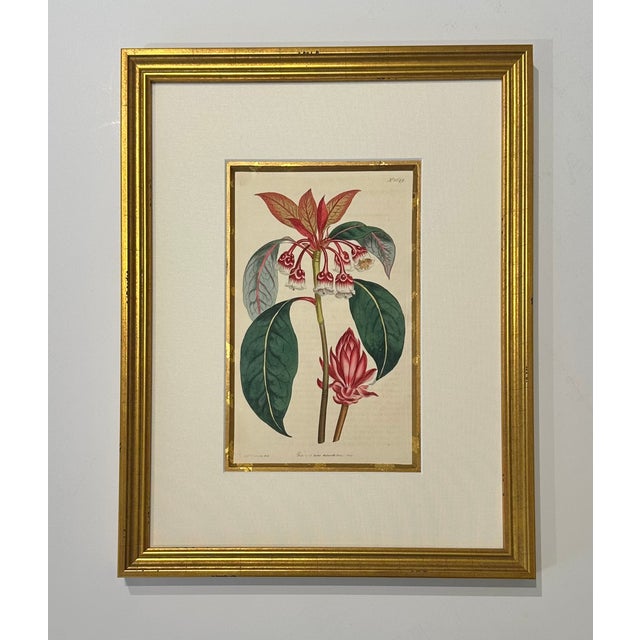 Botanical Set of 9 in Gold Leaf Gesso Mat by Curtis, 1842 (Framed) For Sale - Image 6 of 11