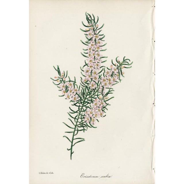 Collection of Sixteen Hand-Colored Botanical Prints by Sir Joseph Paxton, England, Circa 1850 For Sale - Image 9 of 17