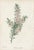 Collection of Sixteen Hand-Colored Botanical Prints by Sir Joseph Paxton, England, Circa 1850 For Sale - Image 9 of 17