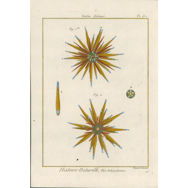 Original antique French natural-history plate titled Ourfin, Echinus, Plate 137, depicting two detailed sea urchins. From...