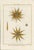 Original antique French natural-history plate titled Ourfin, Echinus, Plate 137, depicting two detailed sea urchins. From...