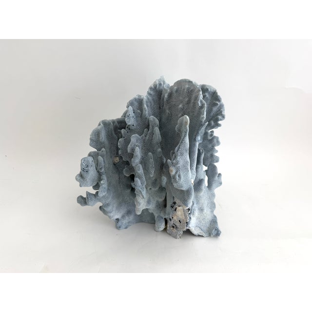 Blue Stately Natural Blue Coral Specimen Coastal Decor For Sale - Image 8 of 9