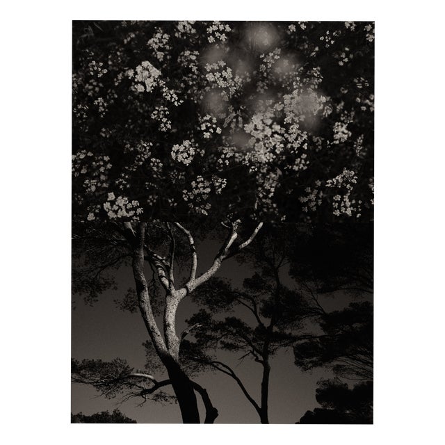 Jaume Llorens Bach, Gaia Diptych #108, Monochrome Photographic Print For Sale