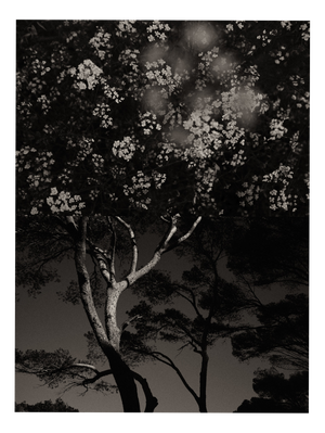 Jaume Llorens Bach, Gaia Diptych #108, Monochrome Photographic Print