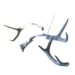 Naturally Shed Antlers - Set of 3 For Sale