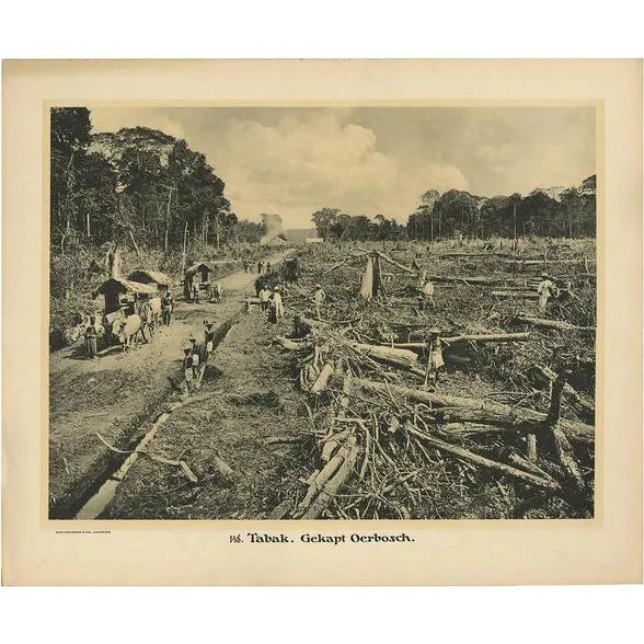 Kleynenberg, Felling Timber, 1910, Paper For Sale
