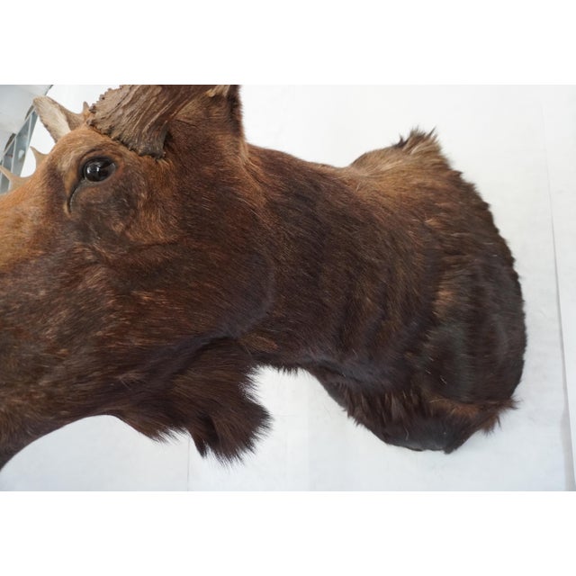 Moose Head Bust Mount For Sale - Image 14 of 18