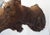 Moose Head Bust Mount For Sale - Image 14 of 18
