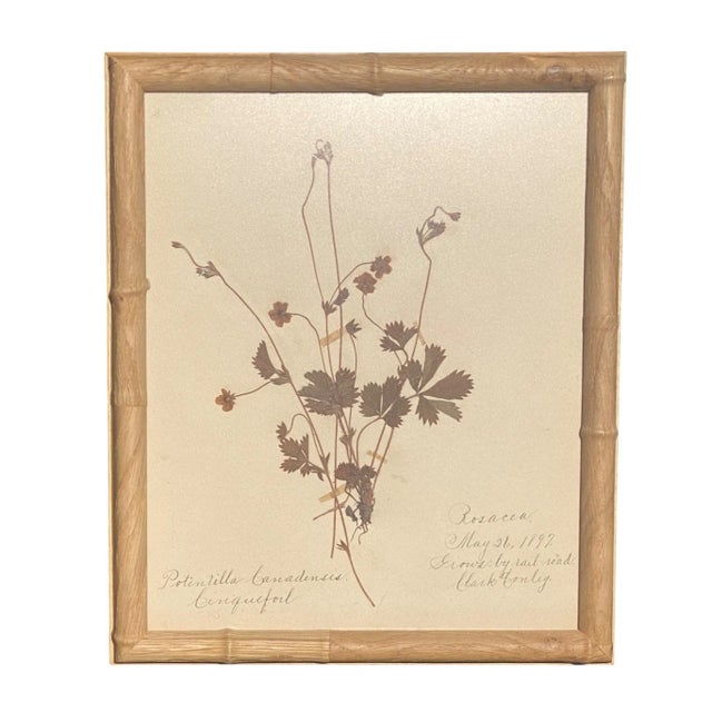 Antique Herbarium Botanicals, 1897 — Set of 10 For Sale - Image 13 of 17