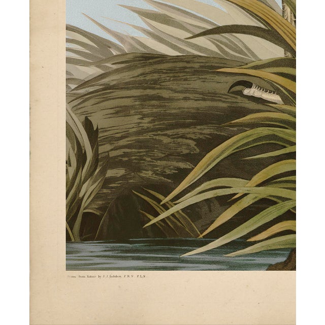 John James Audubon Audubon American Great Blue Heron Giclee Print For Sale - Image 4 of 7