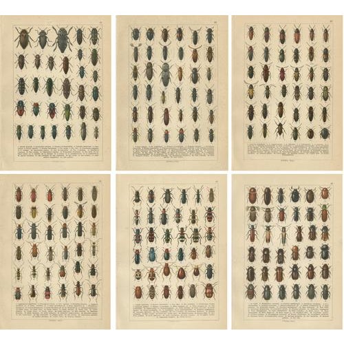 Black Calwer, Beetles, European Coleoptera Plates, 1893, Chromolithographs, Set of 6 For Sale - Image 8 of 8