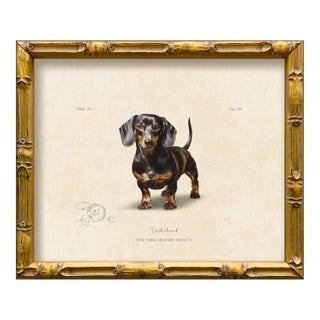 Reproduction Art Print of Vintage "World of Dogs" Illustration (Dachshund), Framed For Sale