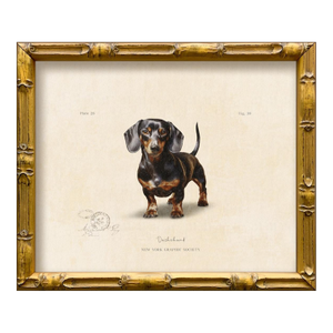 Reproduction Art Print of Vintage "World of Dogs" Illustration (Dachshund), Framed