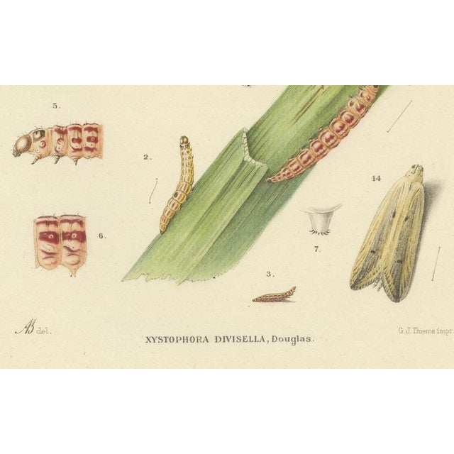 1900 - 1909 Sepp & Brants, Sciapteron Xystophora Moths, 1906, Paper, Set of 2 For Sale - Image 5 of 13