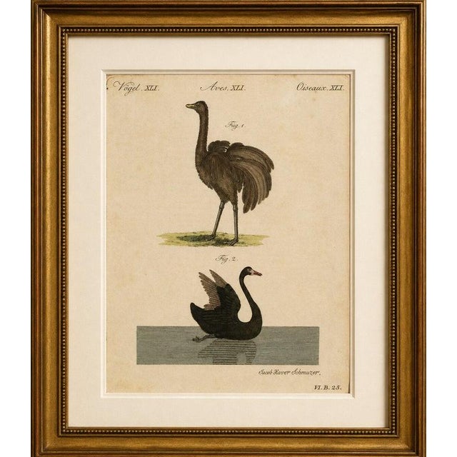 Antique greater rhea & black swan engraving – bertuch, 1798 original antique hand-colored copper engraving depicting the...
