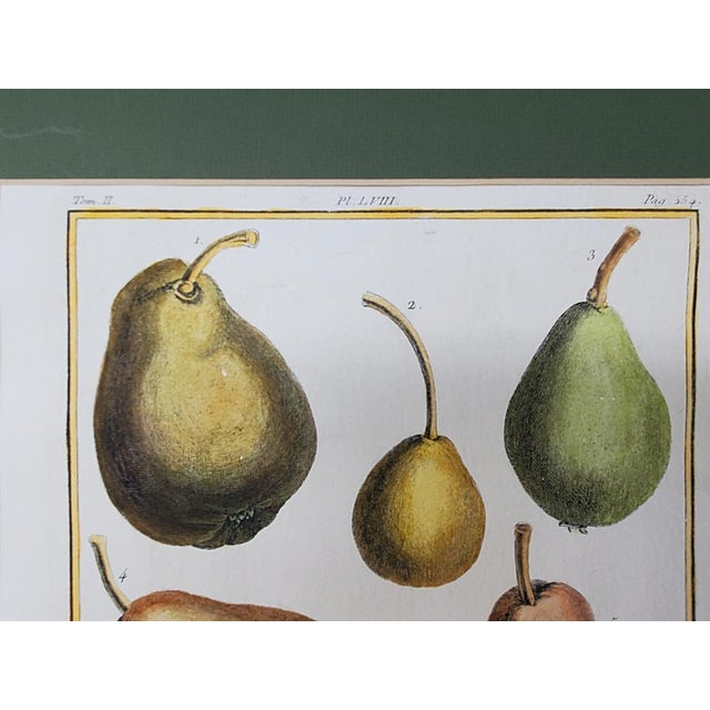 Vintage Hand Painted Botanical Lithograph Print Pears - Breant Sculp - L. B. Del - Matted For Sale In Los Angeles - Image 6 of 13