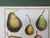 Vintage Hand Painted Botanical Lithograph Print Pears - Breant Sculp - L. B. Del - Matted For Sale In Los Angeles - Image 6 of 13