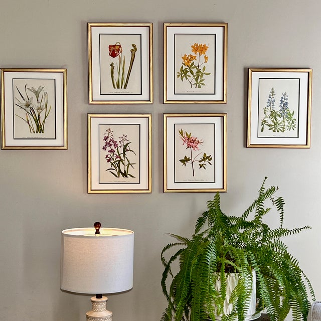 Mid 20th Century Vintage Botanical Prints -Set of 6- Authentic 1953 Prints For Sale - Image 5 of 5