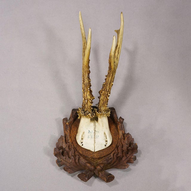 Antique Black Forest Red Deer Trophy on Carved Plaque, Germany 1929 Item e8314 A roe deer (Capreolus capreolus) antler...