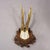 Antique Black Forest Red Deer Trophy on Carved Plaque, Germany 1929 Item e8314 A roe deer (Capreolus capreolus) antler...