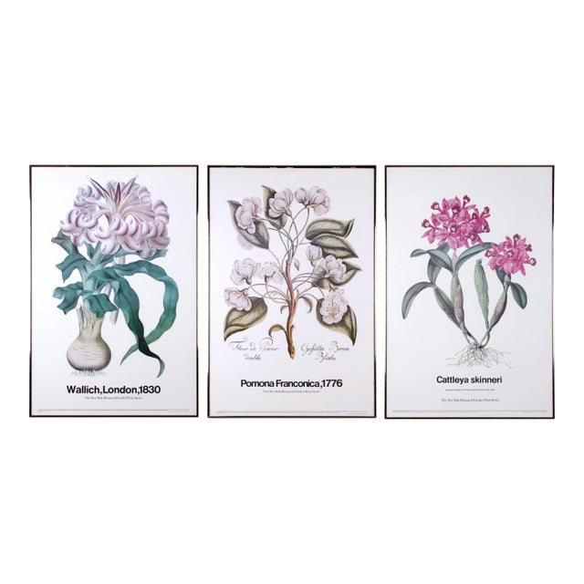 The New York Botanical Garden Print Series Vintage Botanical Prints - set of 3 For Sale
