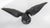 Wood 19th Century German or Swiss Black Forest Carved Eagle Bird of Prey For Sale - Image 7 of 12