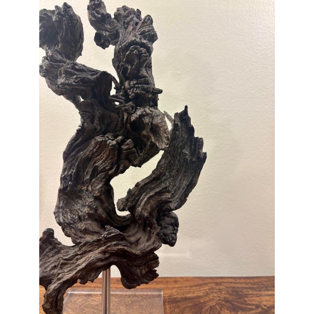 Late 20th Century Vintage Coastal Burl Wood Sculpture on Lucite Base, Natural Fantasy Form For Sale - Image 5 of 10
