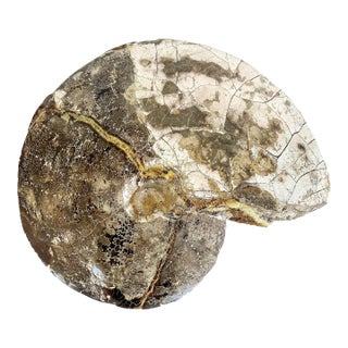 Very Large Prehistoric Ancient Ammonite Fossil Specimen For Sale