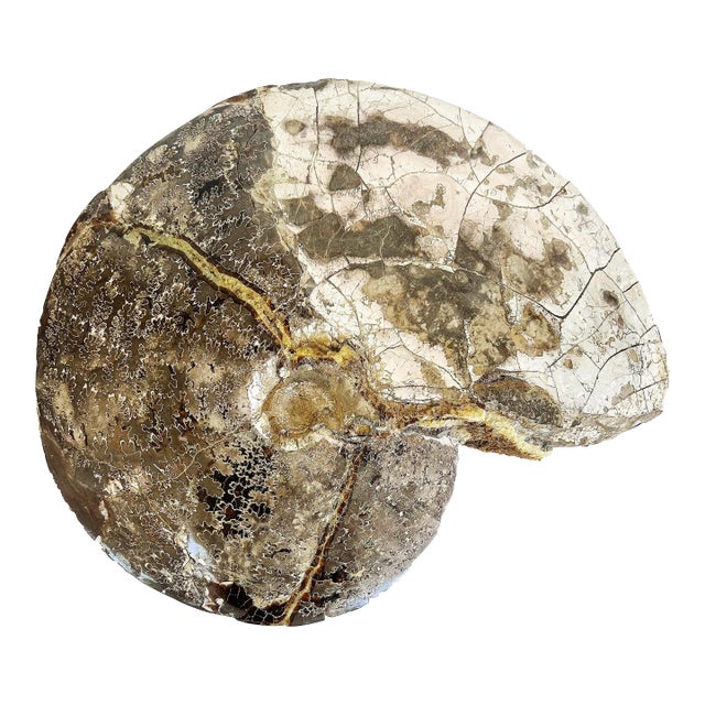 Very Large Prehistoric Ancient Ammonite Fossil Specimen For Sale