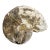 Very Large Prehistoric Ancient Ammonite Fossil Specimen For Sale