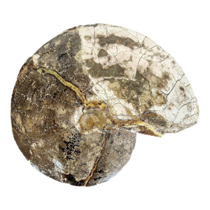 Very Large Prehistoric Ancient Ammonite Fossil Specimen
