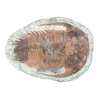 Large Fossilized Trilobite Specimen in Stone Matrix #2 For Sale