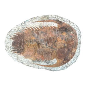 Large Fossilized Trilobite Specimen in Stone Matrix #2