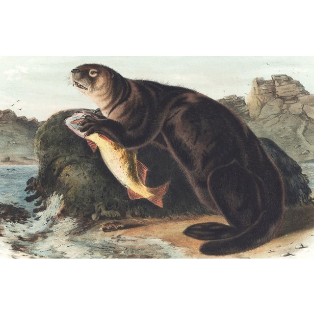 Original first edition Audubon stone lithograph from "The Viviparous Quadrupeds of North America", octavo edition, printed...