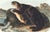Original first edition Audubon stone lithograph from "The Viviparous Quadrupeds of North America", octavo edition, printed...