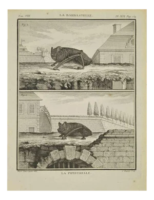 Jean Charles Baquoy, La Pipistrelle, Etching, 1771