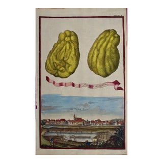 Lemons "Cedro Ditela Multiforme": An 18th C. Volckamer Hand-Colored Engraving, 1708 For Sale