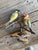 Austrian Folk Art Carved Wood Birds #101, 1930s For Sale In Aspen - Image 6 of 6