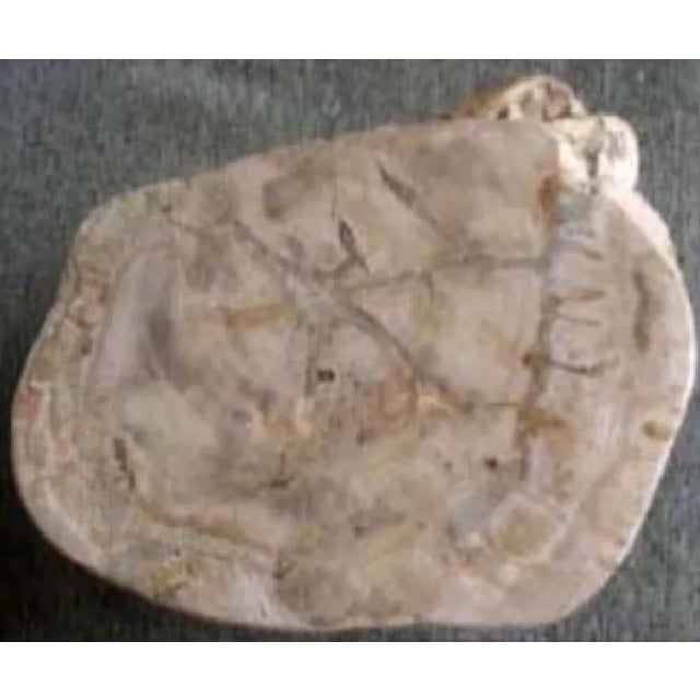 Modern Organic Petrified Wood Stump#543 (Pine/Ivory) - Supellex For Sale - Image 3 of 4