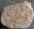 Modern Organic Petrified Wood Stump#543 (Pine/Ivory) - Supellex For Sale - Image 3 of 4