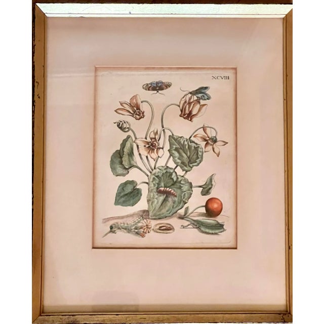 Elegant English 18th Century Botanical Hand Colored Engravings, set in a gilt and black wood frames.