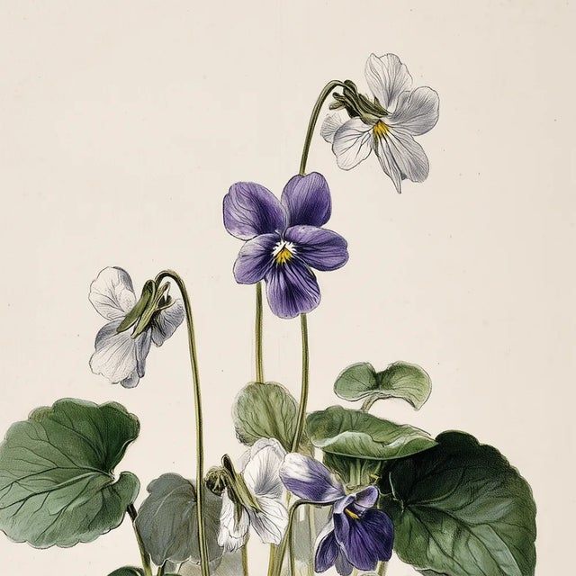 Campaign Botanical Study of Wild Pansy With Root System – Fine Art Print For Sale - Image 3 of 5