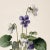 Campaign Botanical Study of Wild Pansy With Root System – Fine Art Print For Sale - Image 3 of 5